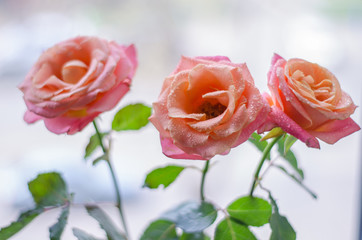 pink roses with drops of dew on ligth background.