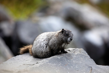 Hoary Marmot, Mount Rainier National Park, WA, USA. 