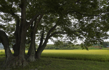 느티나무와 시골의 가을 풍경