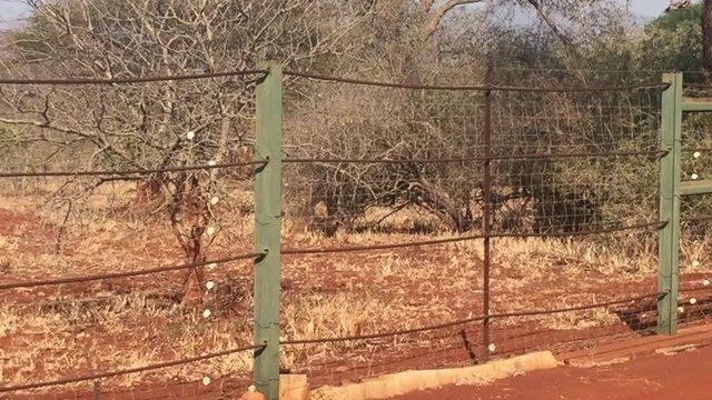 A female cheetah, Acinonyx jubatus being fed in a boma before release in the summer months at the Zimanga game reserve in the KwaZulu Natal region of South Africa.