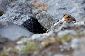 American Pika, Mount Rainier National Park, WA, USA.