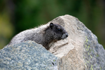 Hoary Marmot, Mount Rainier National Park, WA, USA. 