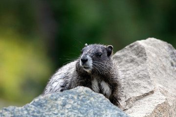 Hoary Marmot, Mount Rainier National Park, WA, USA. 
