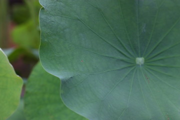 rain drop on lotus leaf