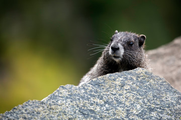 Hoary Marmot, Mount Rainier National Park, WA, USA. 