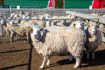 Sheep penned up and waiting to be auctioned at a sheep sale in New Zealand
