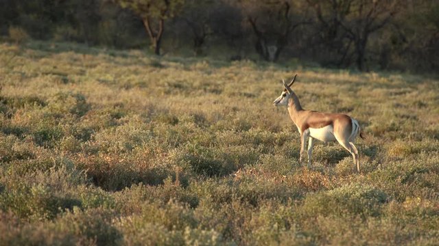 springbok is desperately calling for his baby calf, killed by a cheetah in etosha national park namibia.