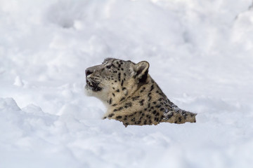 Snow Leopard Portrait in Deep Snow