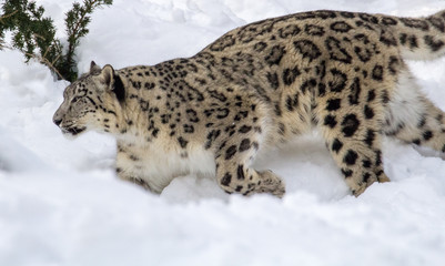 Obraz premium Snow Leopard Walks in Deep Snow