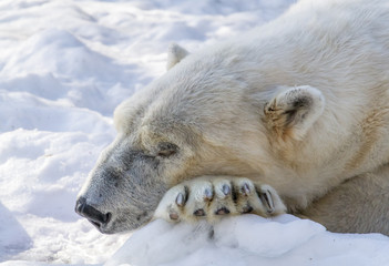 Polar Bear Sleeps While Resting Its Head On Its Paws