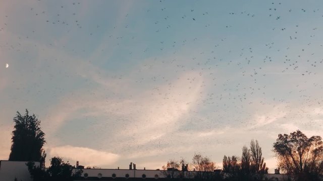 Flock of birds Blue Sky