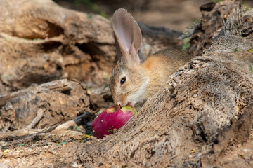 A desert cottontail rabbit, Sylvilagus audubonii, eating a red prickly pear cactus fruit in the Sonoran Desert. A cute bunny, enjoying a meal from cacti. Pima County, Tucson, Arizona, USA.