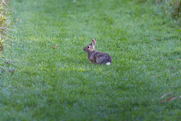 Rabbit on the meadow
