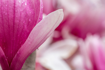 Close up of pink flower with dew droplets