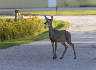 White tail deer (Odocoileus virginianus) coming to grazing and apple.