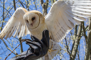 Barn Owl Perched on Glove And Flapping Wings