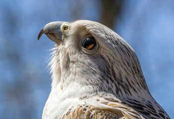 Young raptor looks up at the sky nervously as a larger predator flies by, extreme closeup profile portrait