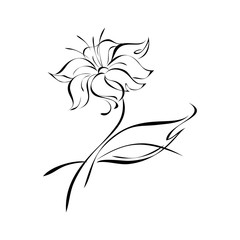 Fototapeta na wymiar stylized flower with leaf in black lines on white background