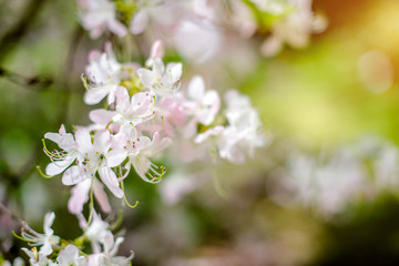 White rhododendron blooms against the background of green grass 