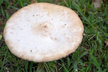 mushroom in forest