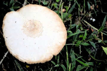mushroom in the forest