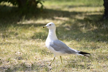  lone seagull walking on the grass