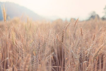 Fototapeta premium Beautiful landscape of Barley field in summer at sunset time, Harvest time yellow rice field in Thailand