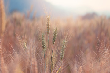 Fototapeta premium Beautiful landscape of Barley field in summer at sunset time, Harvest time yellow rice field in Thailand