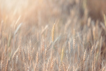 Beautiful landscape of Barley field in summer at sunset time, Harvest time yellow rice field in Thailand