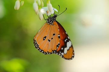 Plain tiger butterfly on flower