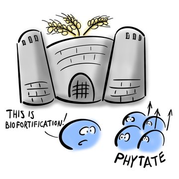  Phytates and wheat biofortification