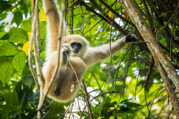 White-handed gibbon in the forest