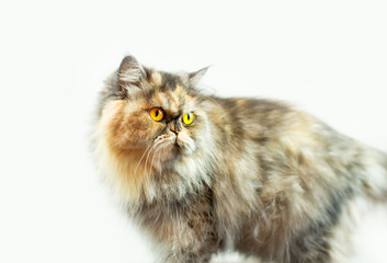 Fluffy colorful Persian cat on a light background Beautiful domestic long-haired young cat