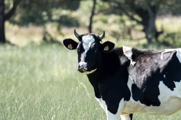 Photo sur Plexiglas Couleur pistache Vaches qui paissent dans une ferme
