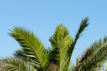 Eine Palme und blauer Himmel im Hintergrund