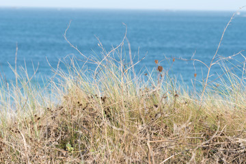 Fototapeta premium Ein Blick auf einen Strand am Meer