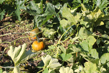 Pumpkin patch, small pumpkins getting ready for halloween