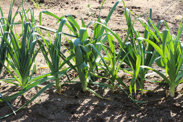 Onion plants in the garden