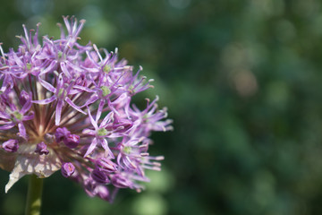 purple flower 