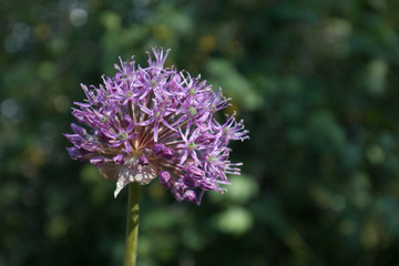 purple thistle flower
