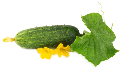 Fresh сucumber with green leaves isolated on white.