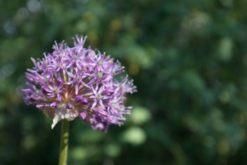 purple flower