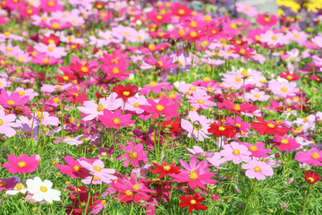 Multicolored cosmos flower blooming in garden(Mexican Aster  ),Natural patterns background