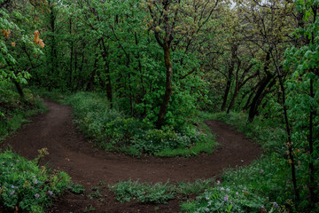 Fototapeta premium Biking Trail Curving Through a Scrub Oak Forest in Utah