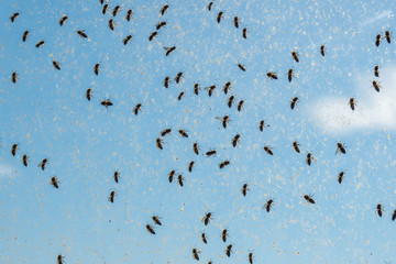 a lot of bees on the window against the blue sky