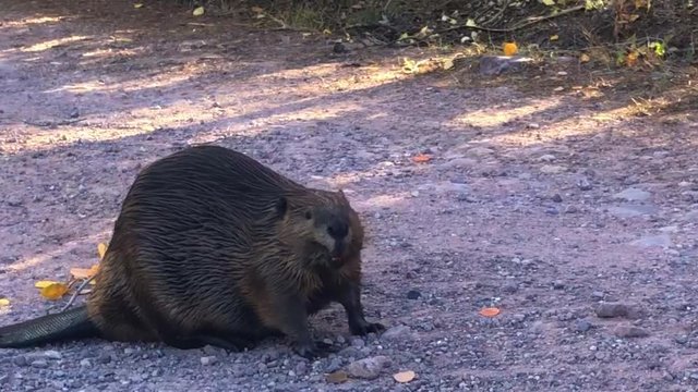 Beaver in the Forrest