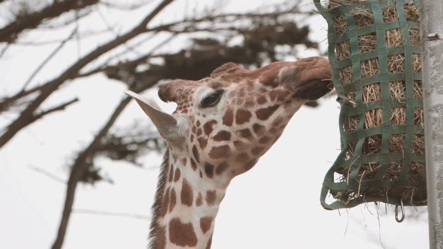 Giraffe eating leaves in slow motion