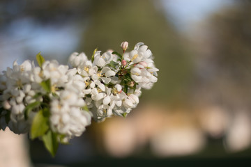 white flowers of cherry tree