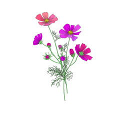 Cute Hand Drawn Cosmos Flower Bouquet Isolated on White Background for Custom Pattern Designs and Illustrations for All Media, Web, Textile, Wallpaper. Vector Designs of Beautiful Cosmos Flower Bo