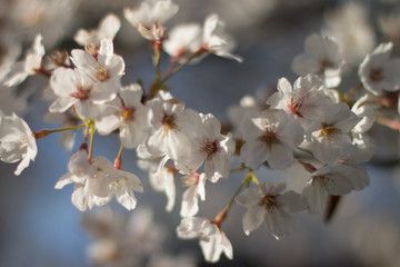 cherry tree blossom
